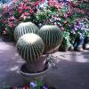Cactus plants in Ooty